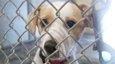 Midwest City Animal Shelter